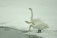 Whooper Swans, Hokkaido, Japan
